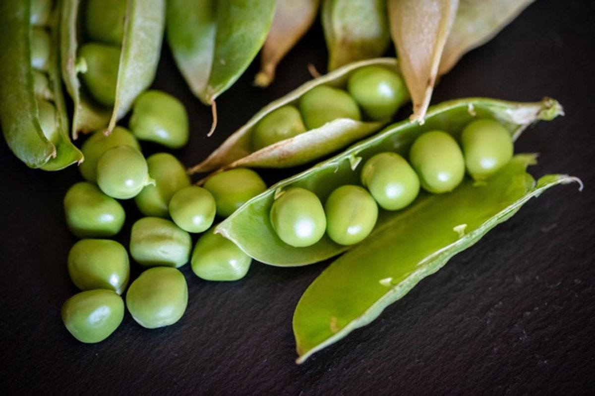 Cara Berkebun Tanaman Sayuran kacang polong